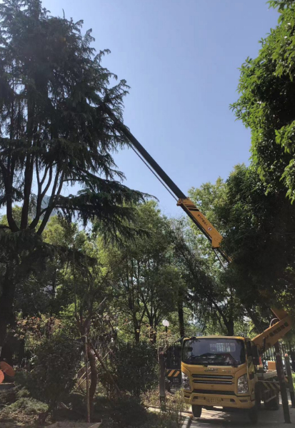 24米高空车修剪树枝施工现场